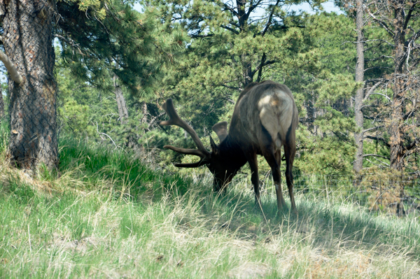 Elk at Bear Country USA
